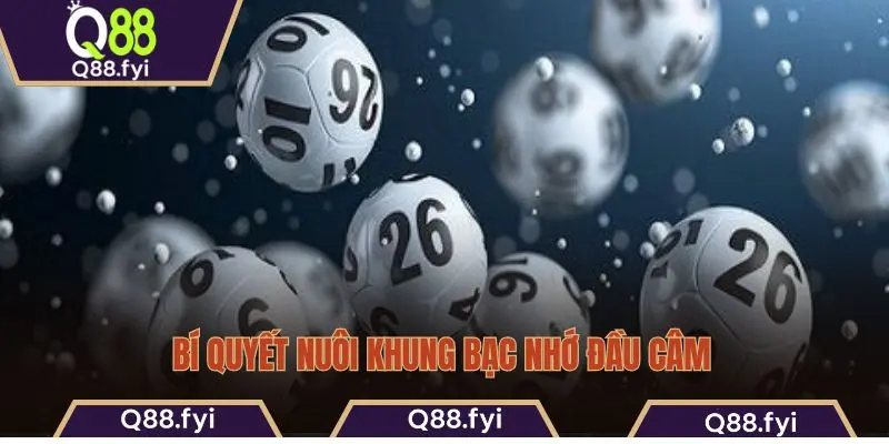 Bí quyết nuôi khung bạc nhớ đầu câm