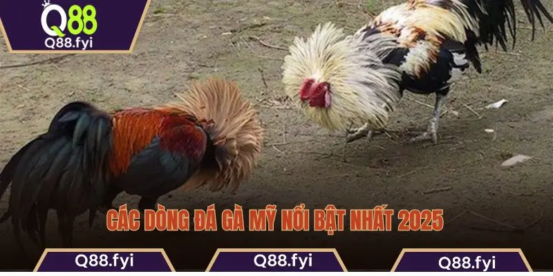 Các dòng đá gà Mỹ nổi bật nhất 2025