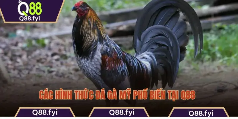 Các hình thức đá gà Mỹ phổ biến tại Q88 