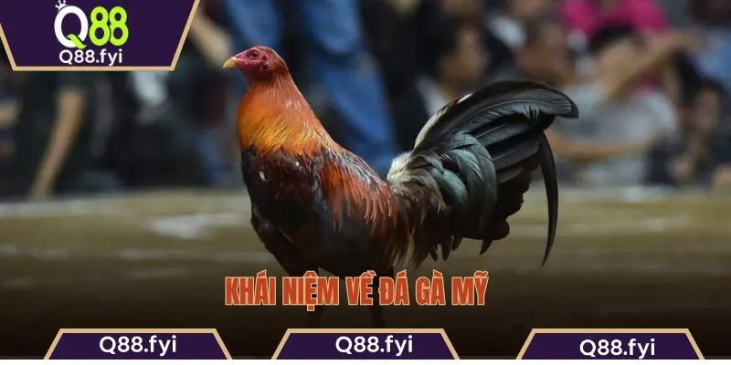 Khái niệm về đá gà Mỹ  