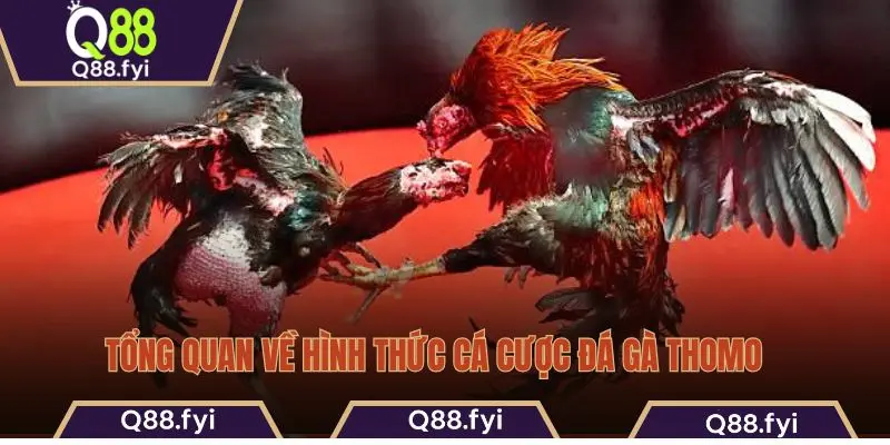 Tổng quan về hình thức cá cược đá gà Thomo  