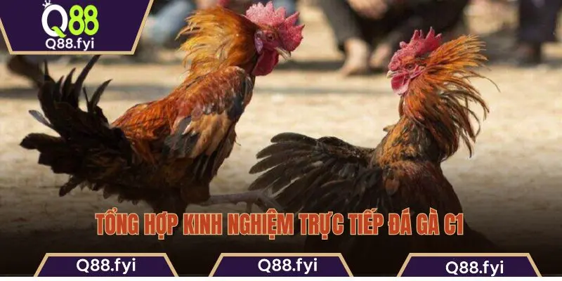 Tổng hợp kinh nghiệm trực tiếp đá gà C1